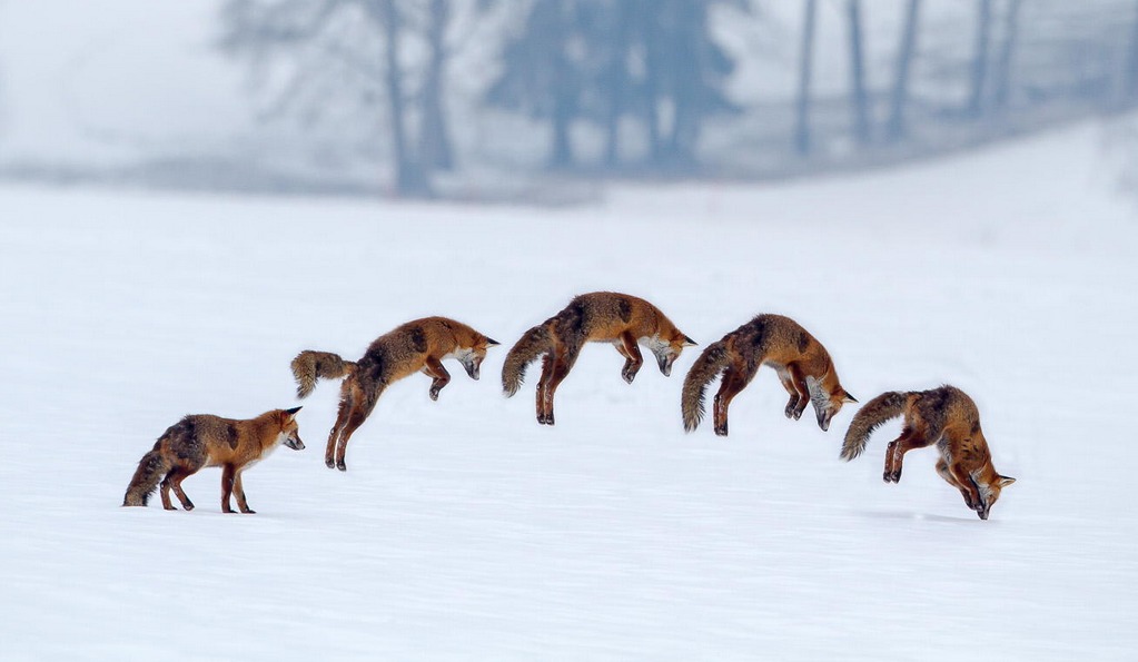 How Do Foxes Hunt In The Winter at Erin Harder blog