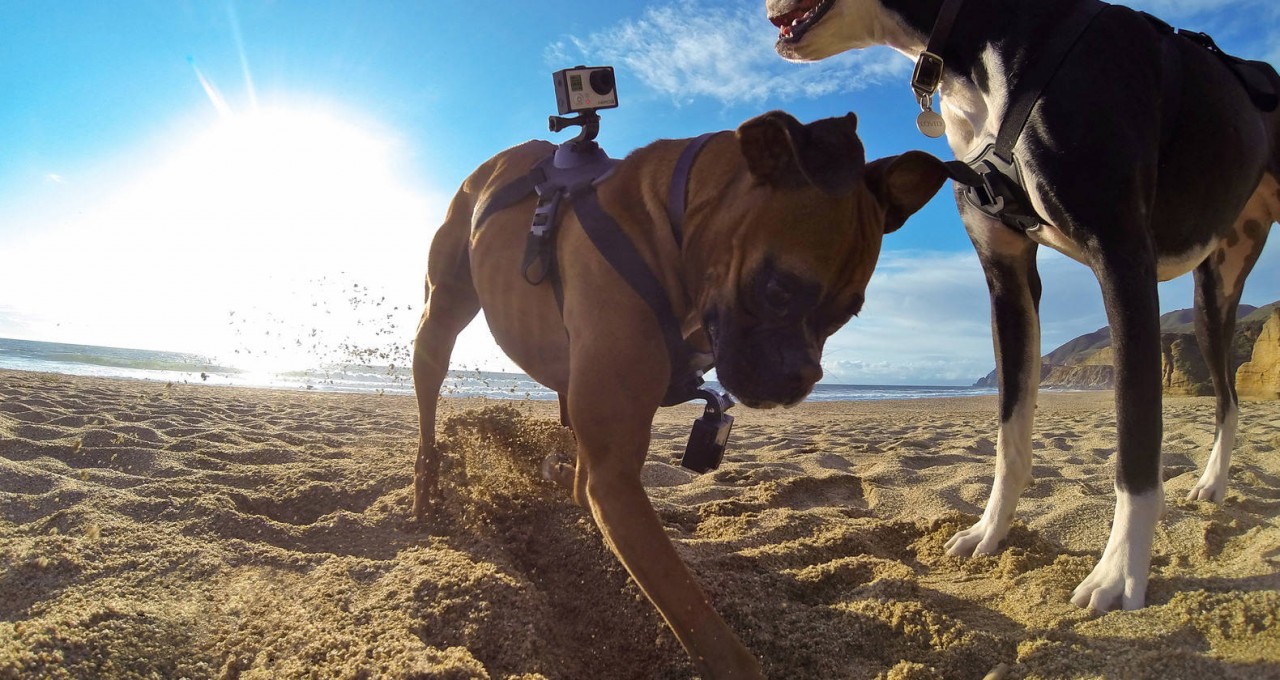 GoPro Fetch - Cameras for Pets 2