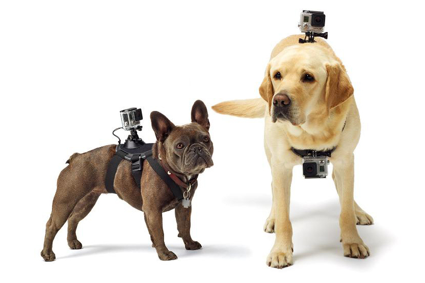 GoPro Inc Fetch Dog Mount