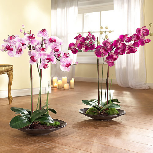 In the World of Orchids 2