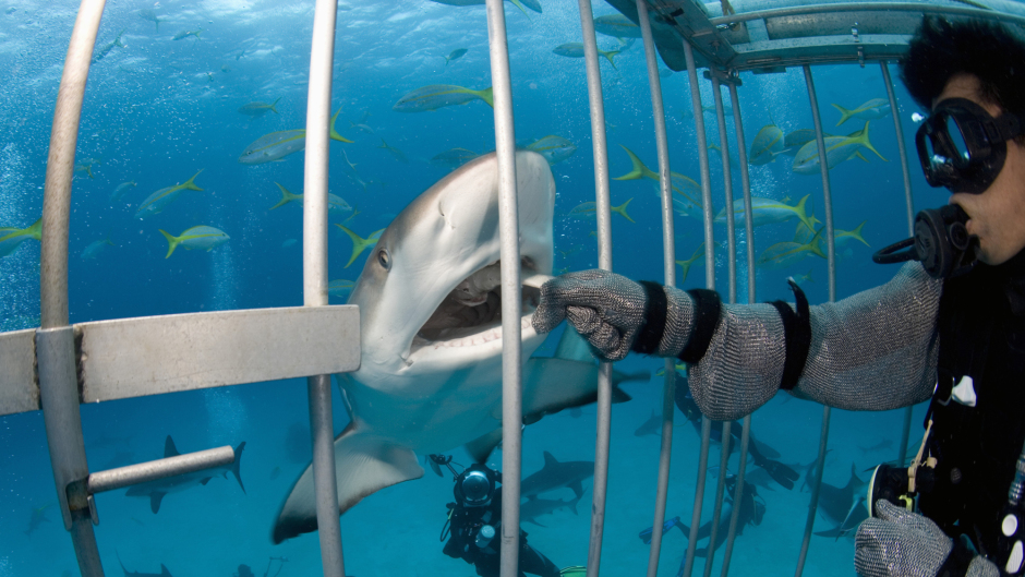 Shark Ecotourism Isla Guadalupe 3