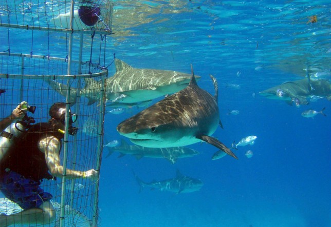 Shark Ecotourism Isla Guadalupe