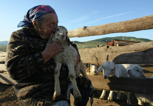 Tuva woman and her sheep.