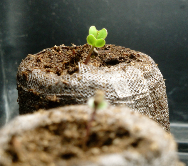 Brussels Sprouts Growing