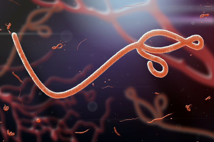 A Microscopic view of the Ebola virus