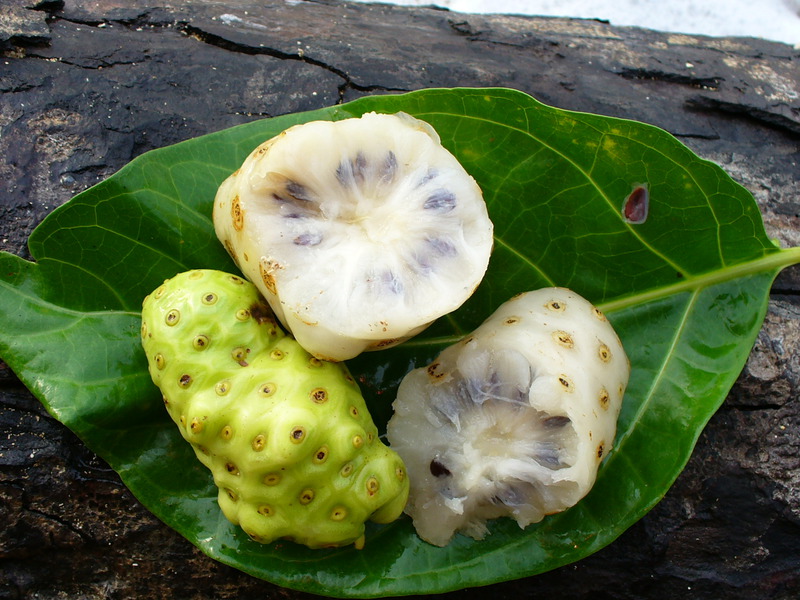 Noni Juice - Healthy Miracle of Nature