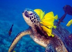 lizard_island_turtle with yellow fishes