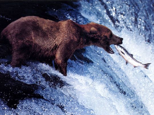 Bear catches Salmon