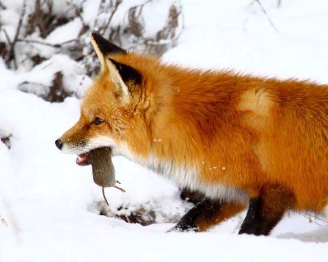 Red Fox Carrying prey in her mouth