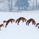 Red Fox Hunting her prey under snow