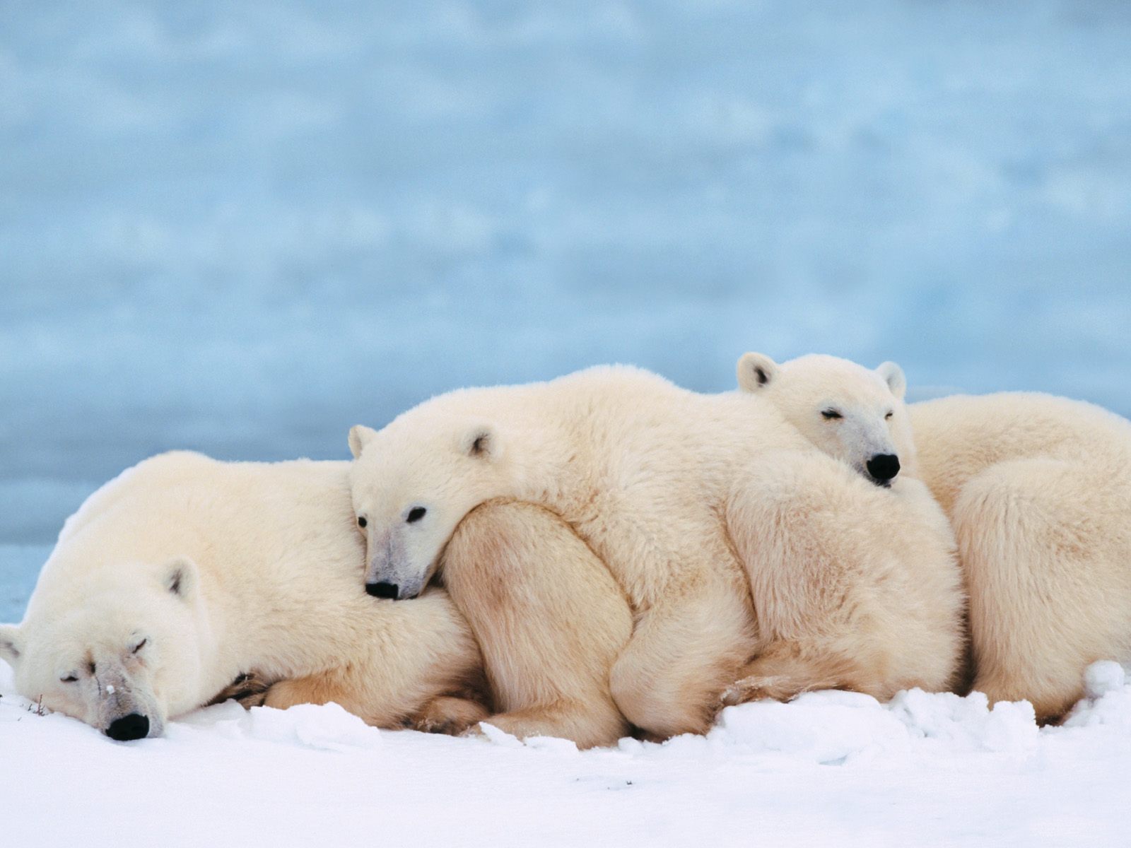 Sleeping Arctic Polar Bears