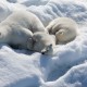 Arctic white Polar bears