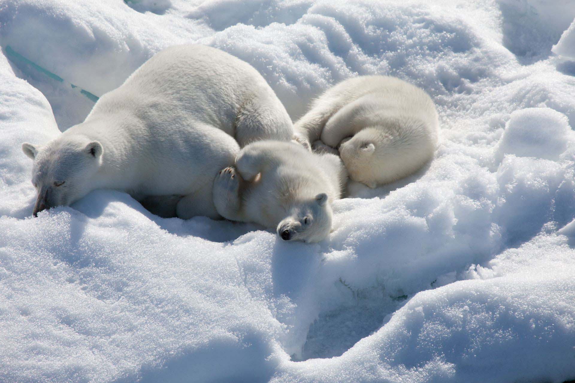 Arctic white Polar bears