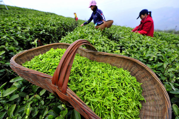 Green tea leaves