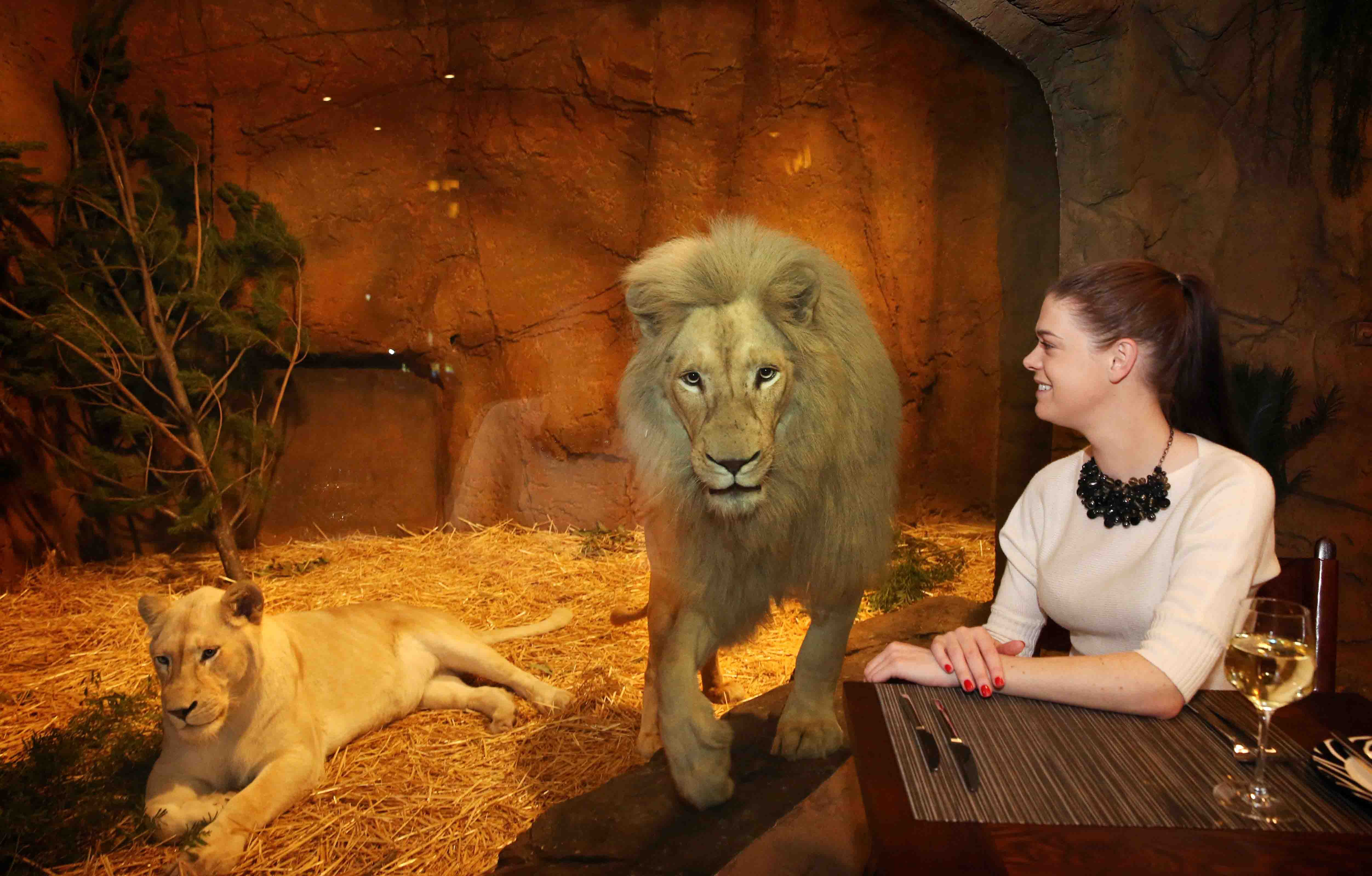 The Jamala Wildlife Lodge Diner with Lion