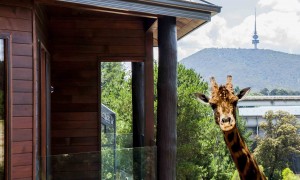 The Jamala Wildlife Lodge exterior with giraffe