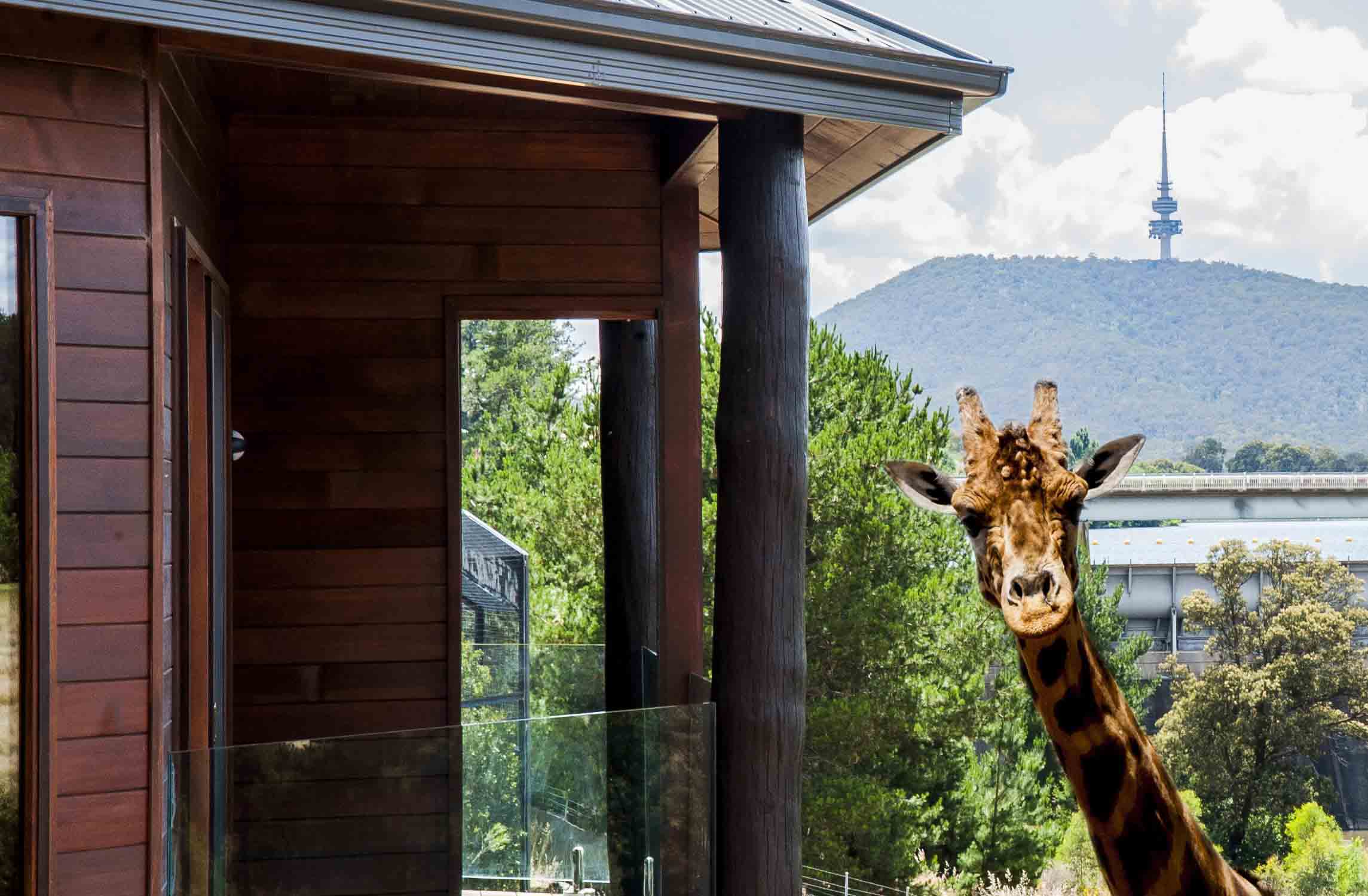 The Jamala Wildlife Lodge exterior with giraffe