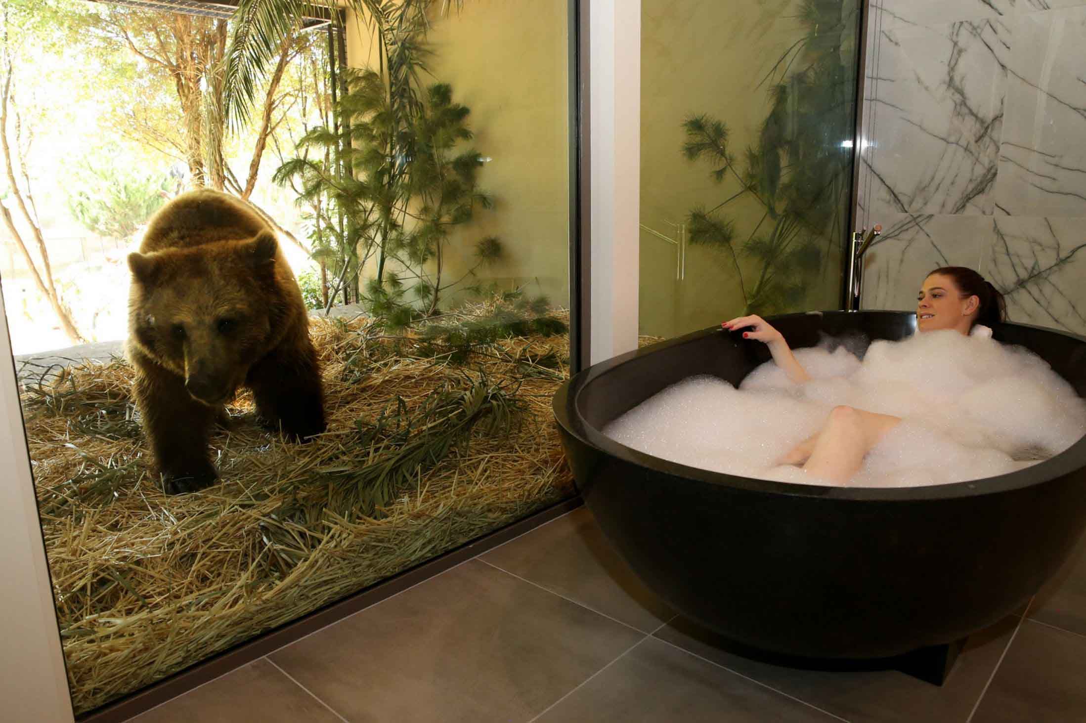 The Jamala Wildlife Lodge hotel room with a bear