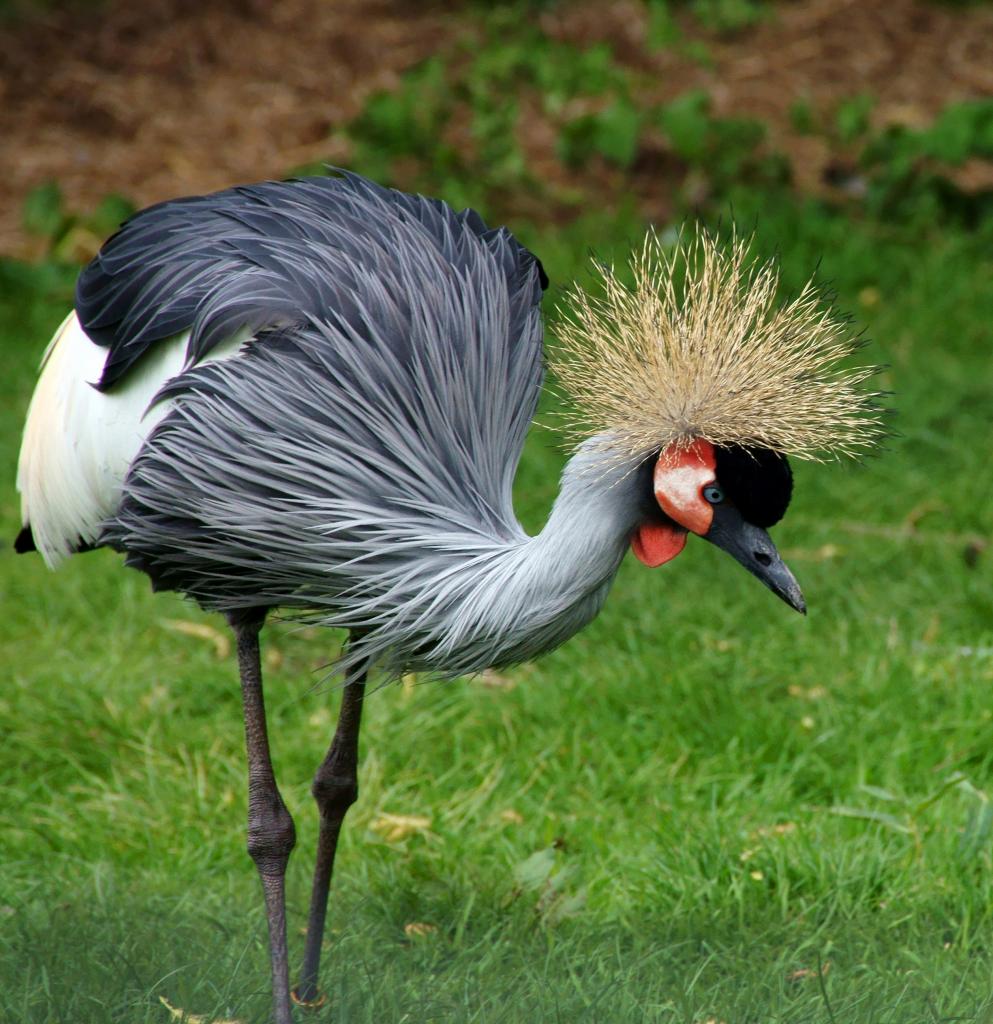 African Grey Crowned Crane - Crowned crane