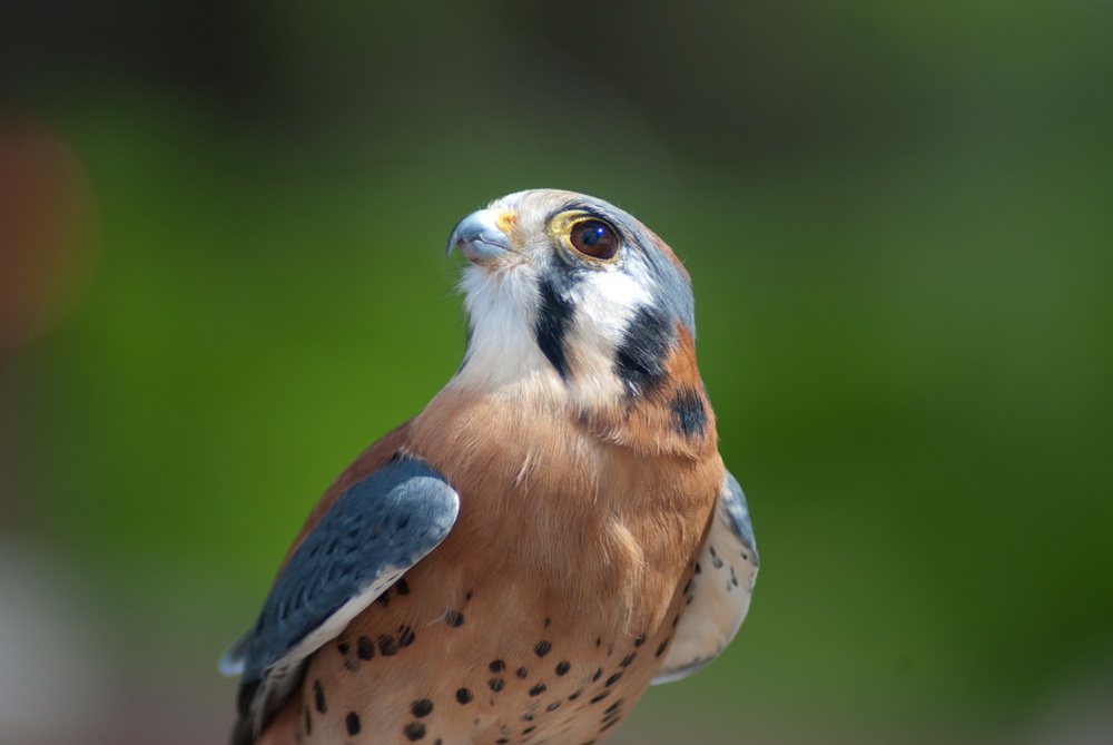 American kestrel 2