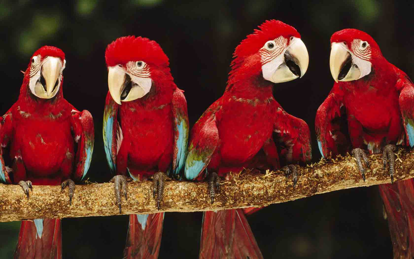 Animals Birds Red macaw