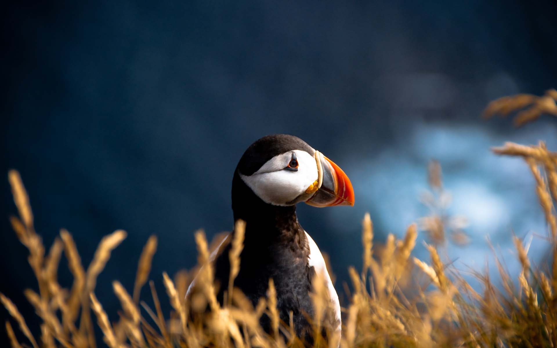 Atlantic Puffin in Iceland Atlantic sea parrot