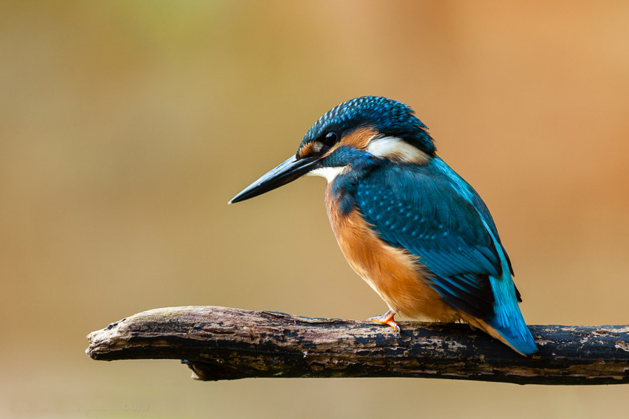 Blue Kingfisher