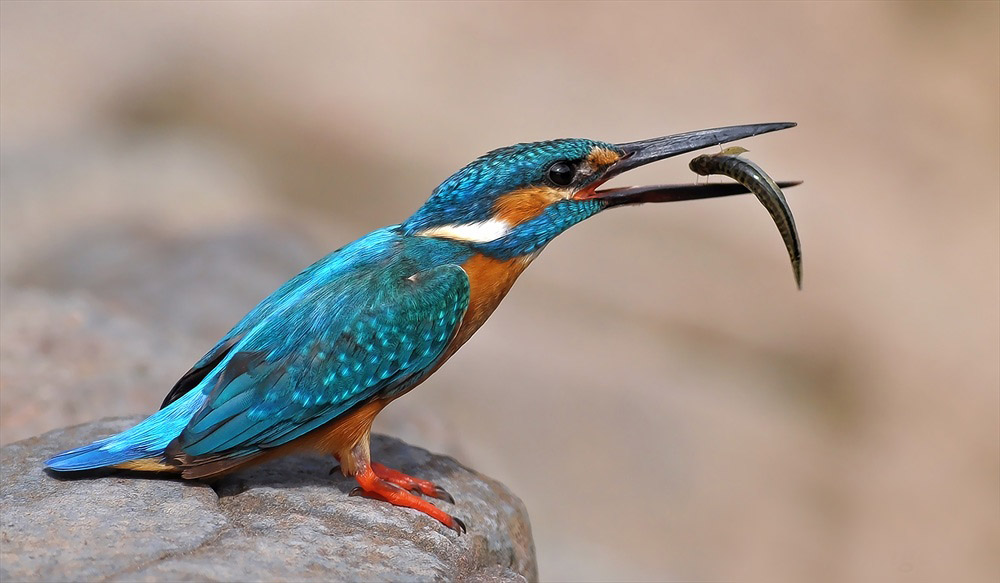 Blue Kingfisher eating fish