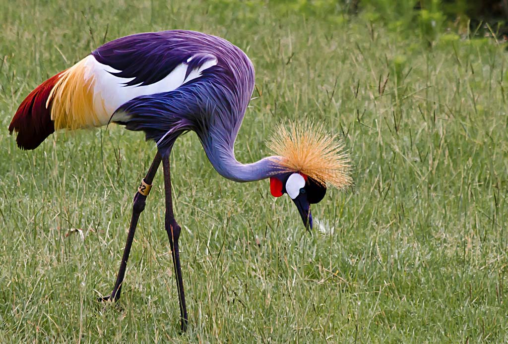 Crowned crane