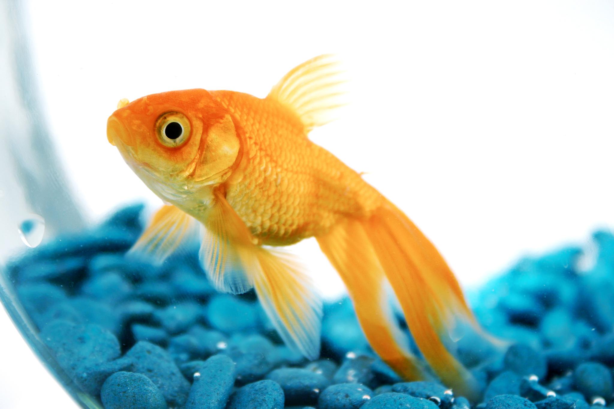 Goldfish have a pretty good memory myths