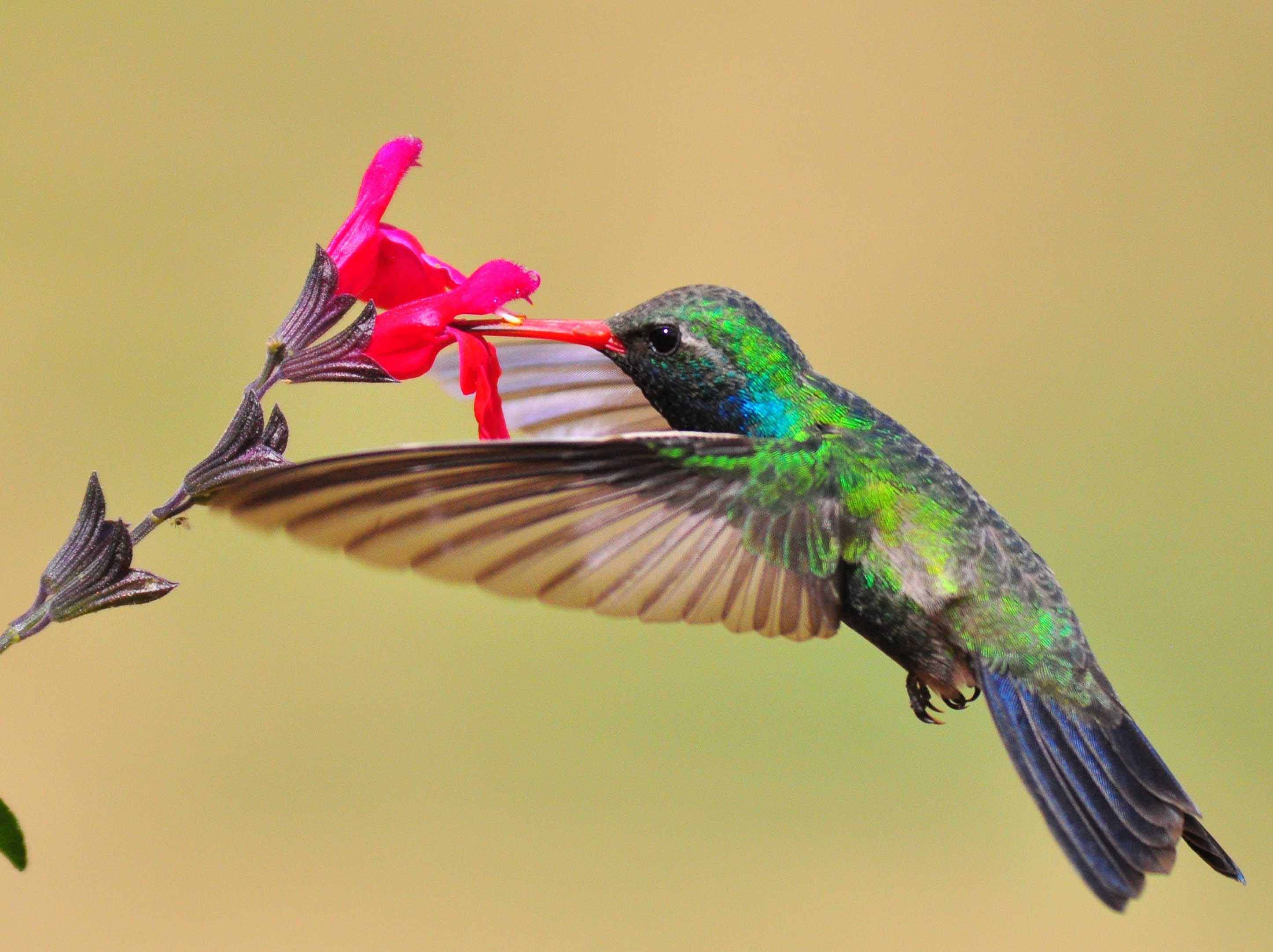 Hummingbird and a flower