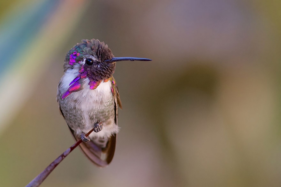 Hummingbird on a branch