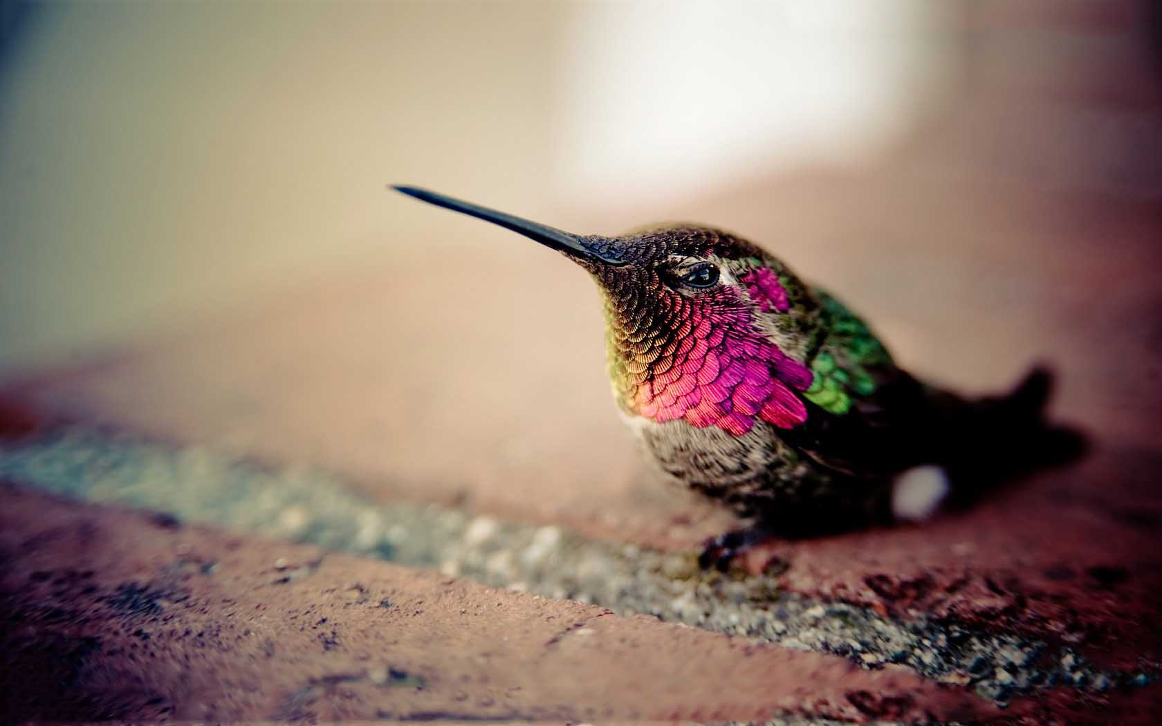 Hummingbird 