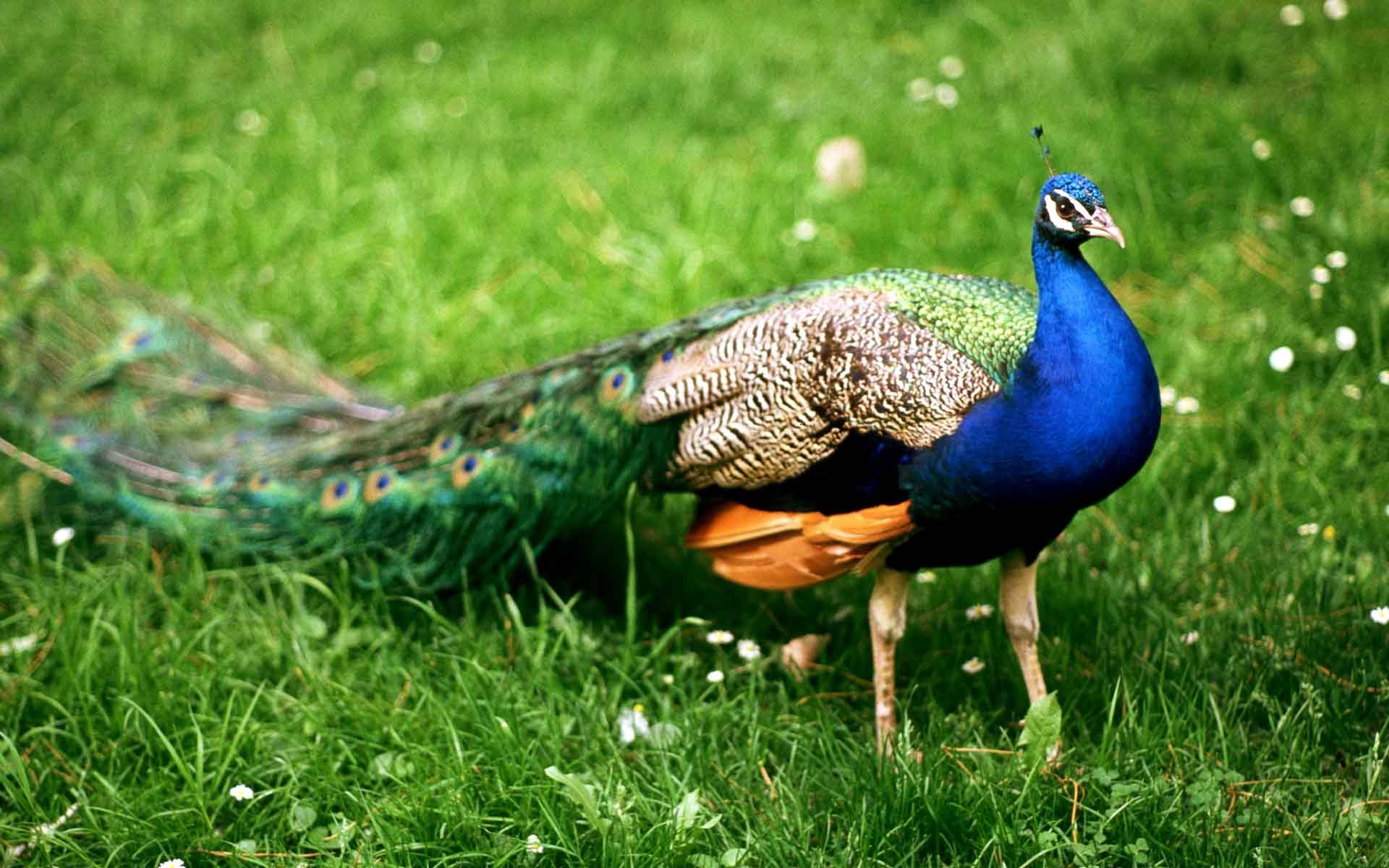 Indian peacock 2