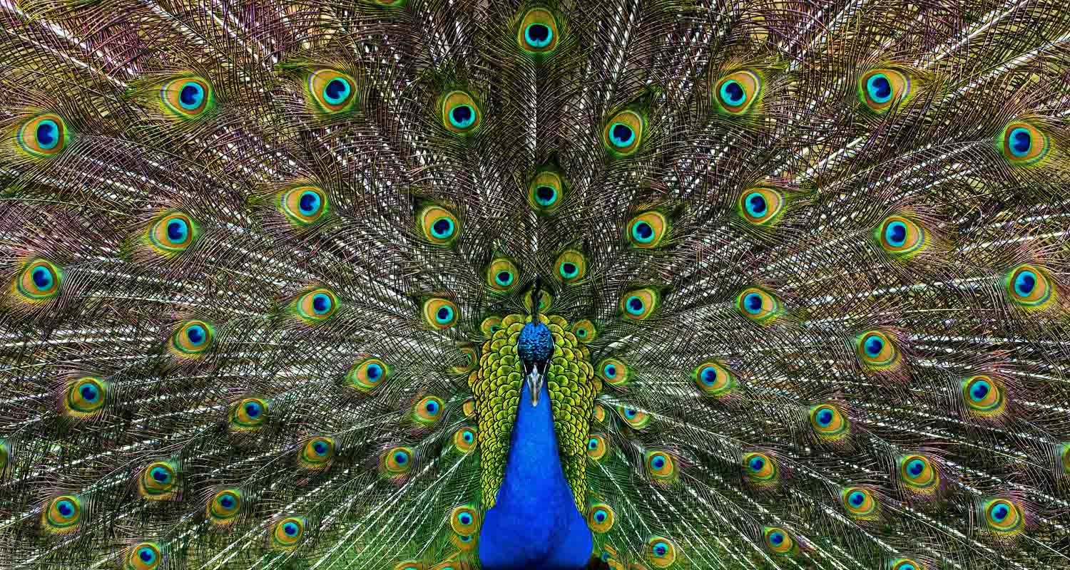 Indian peacock