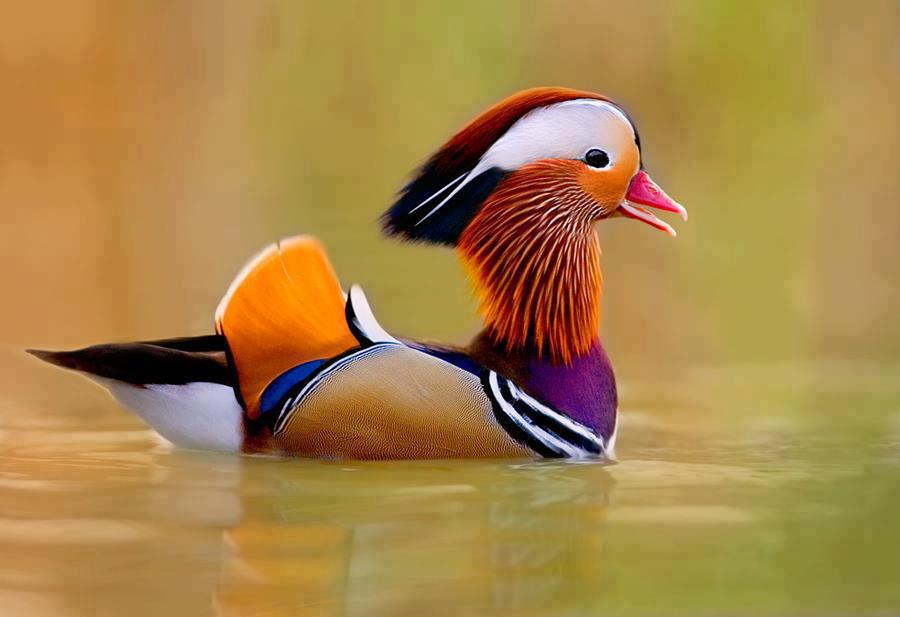 Mandarin duck 2
