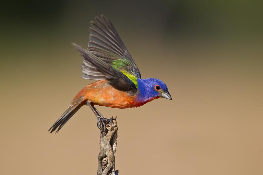 Painted Bunting