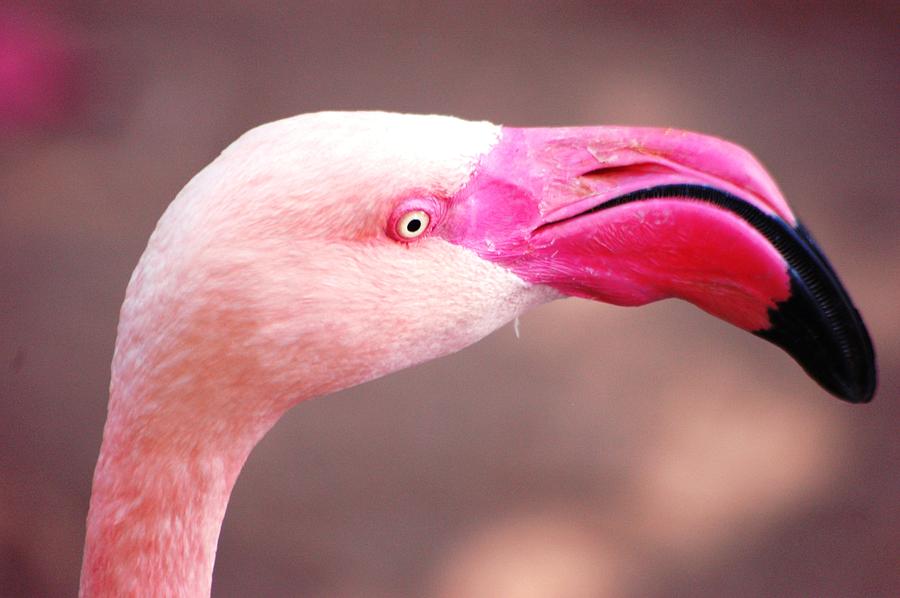 Pink flamingo beak