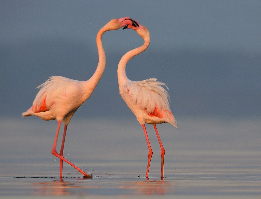 Pink flamingo love couple