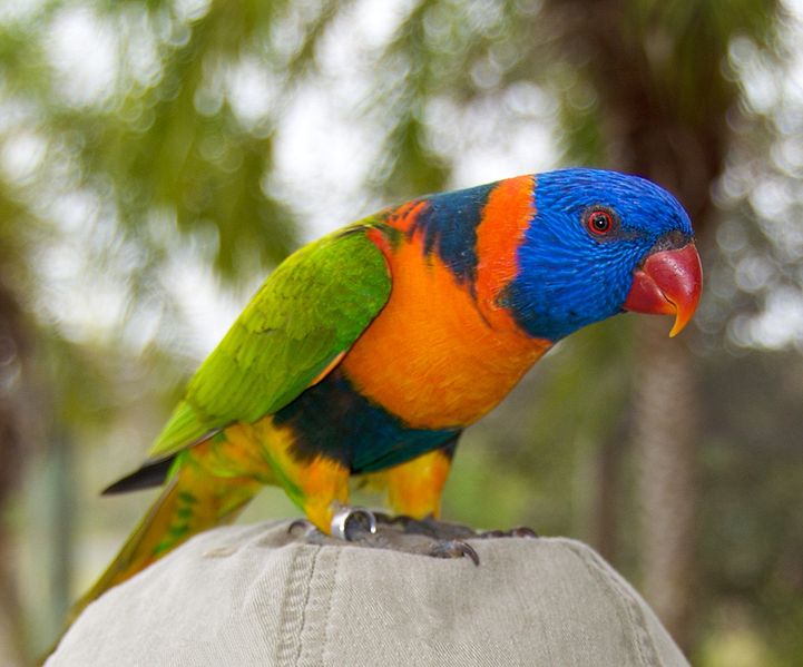 Rainbow lorikeet bird 1