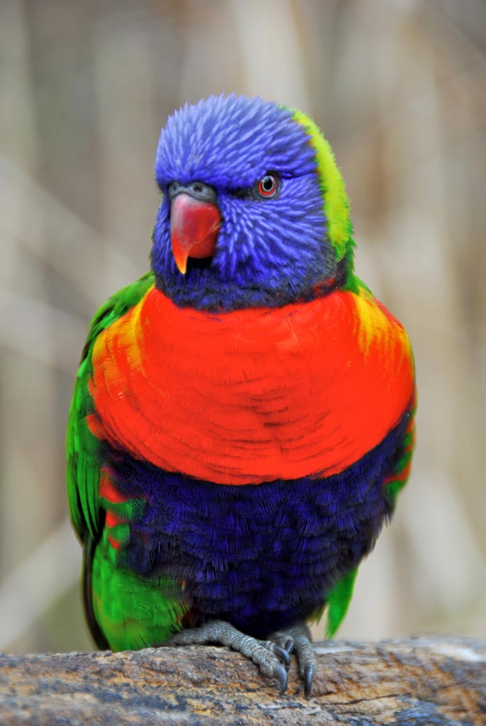 Rainbow lorikeet bird