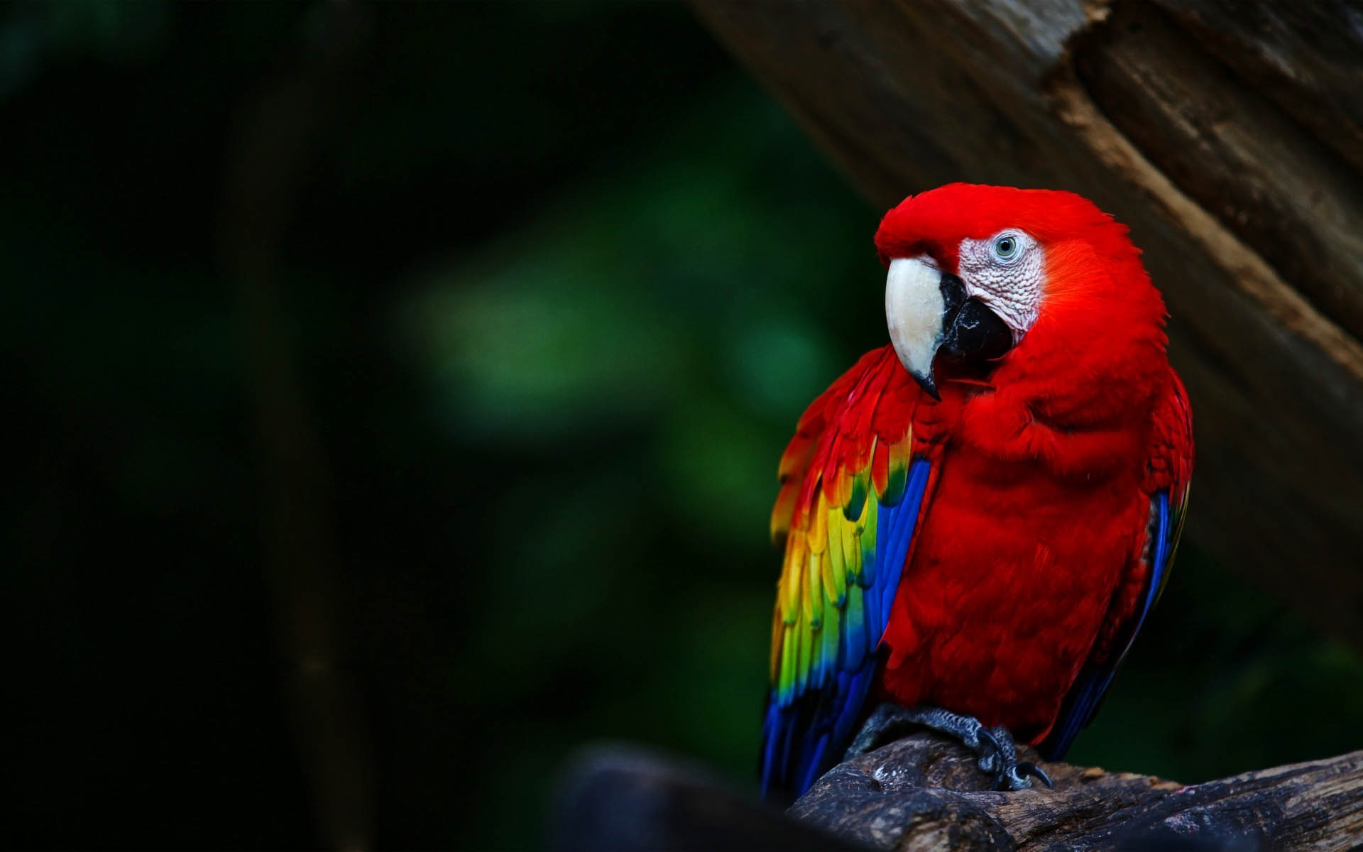 Red Macaw on a tree