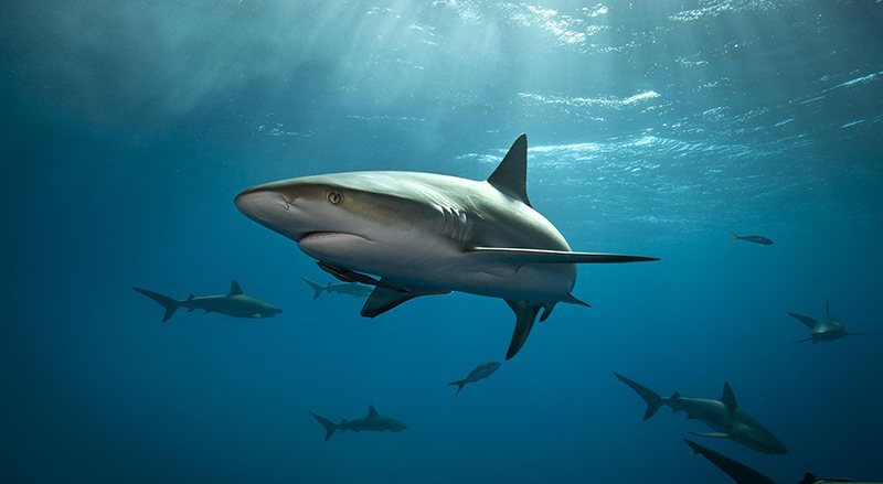 Sharks get cancer myths