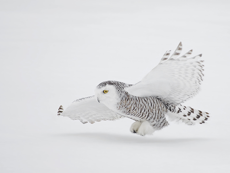 Snowy female owl flying