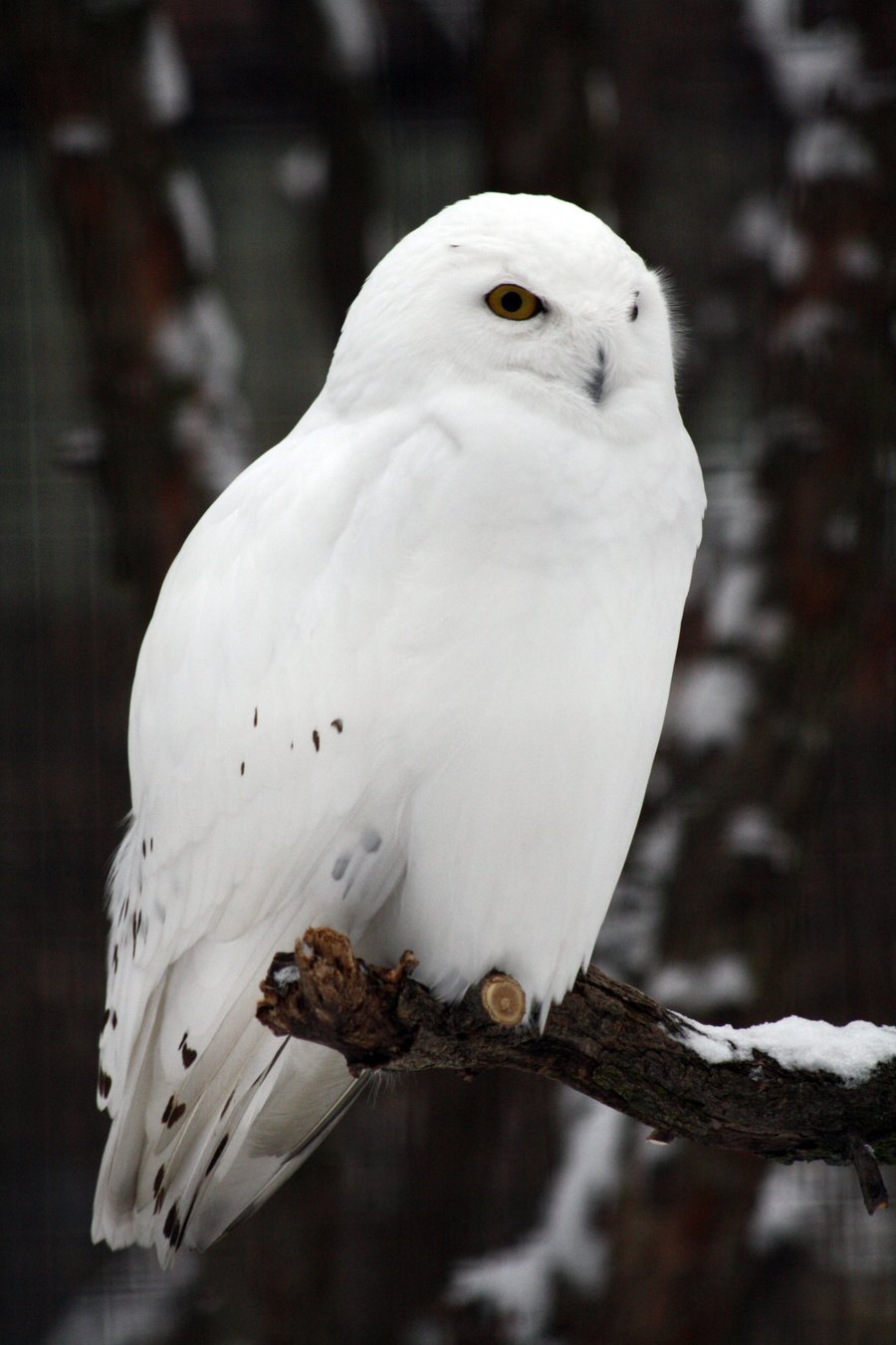 Snowy male owl on a branch