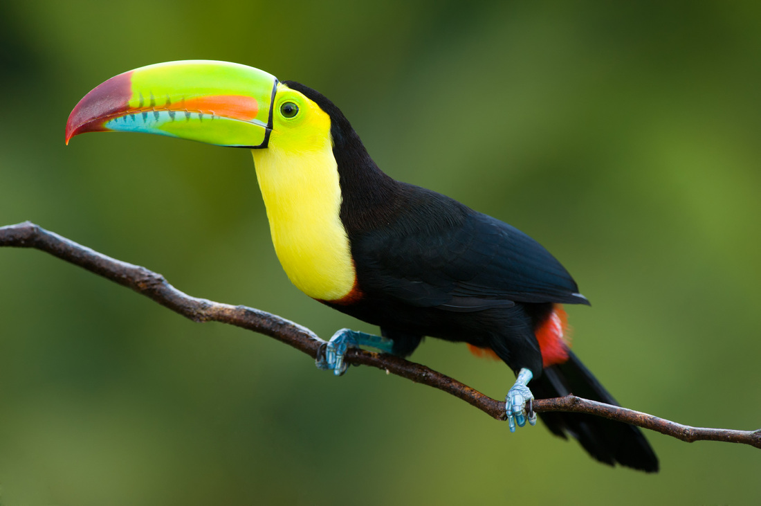 Toucan bird