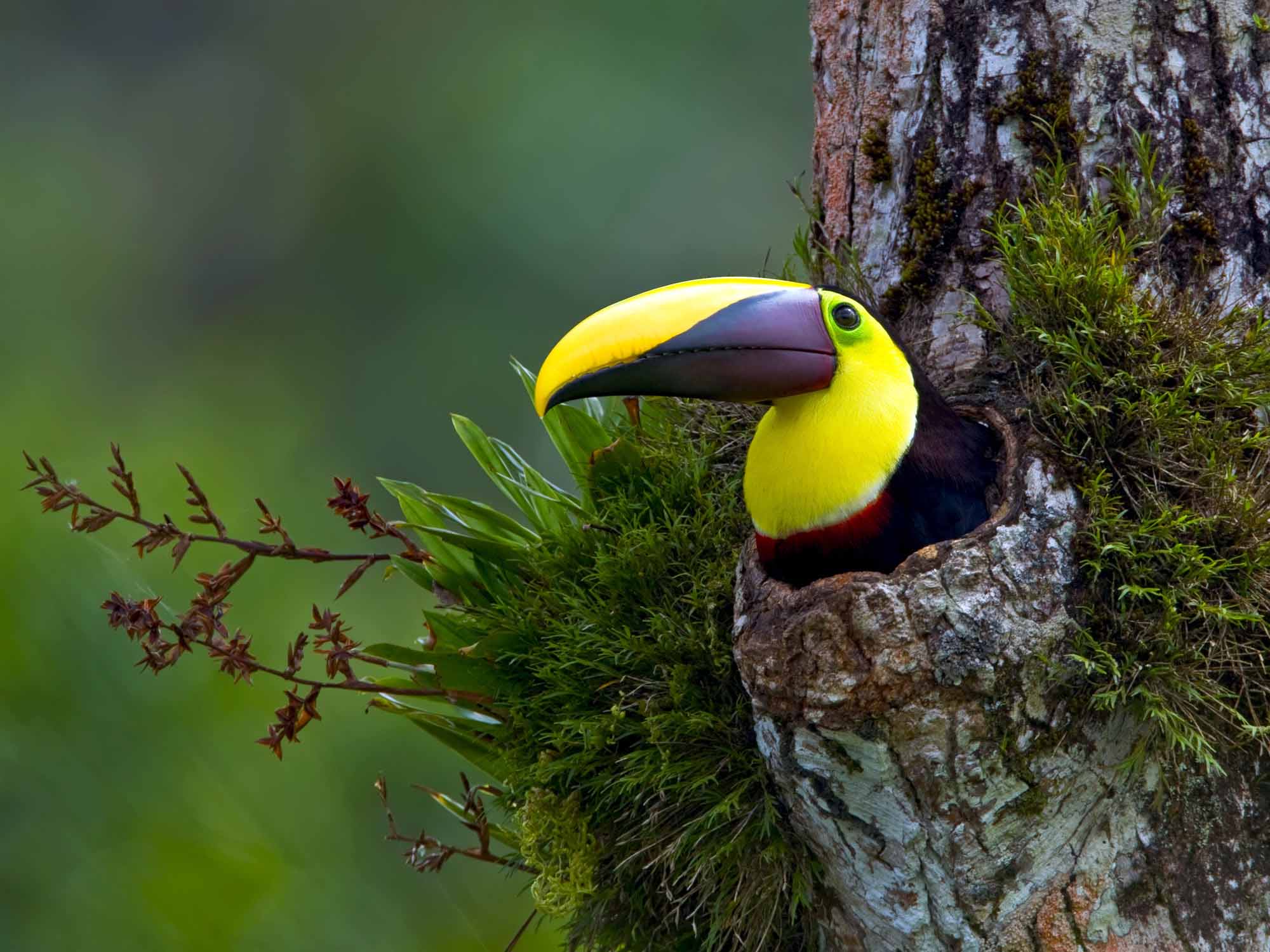 Chestnut-mandibled Toucan