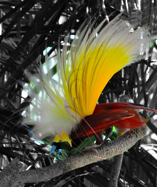 bird Bird of paradise of Bali