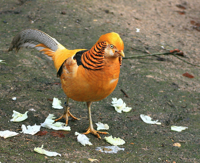 bird gold pheasant 1