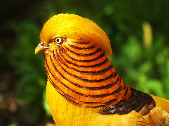 bird gold pheasant